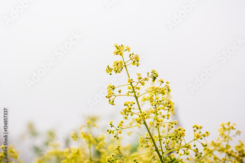 Yellow wild flowers in park. Rare flowers. Floral background