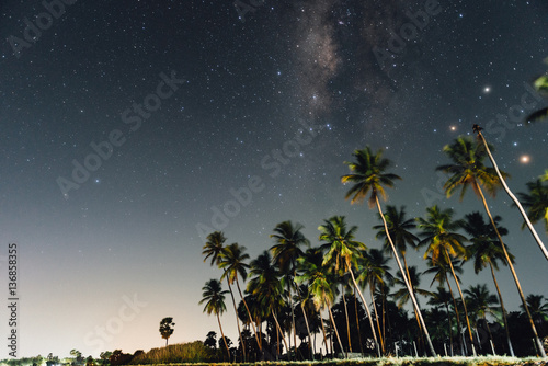 Palm trees under milkyway