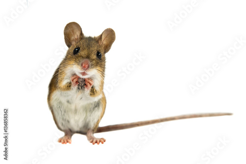 Cute Funny Field Mouse on white background