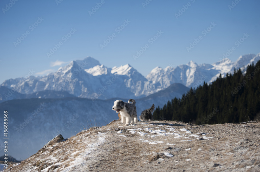 Dogs enjoying walk in mountains