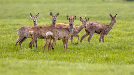 Fotobehang Ree Groep reeën in grasland  © creativenature.nl