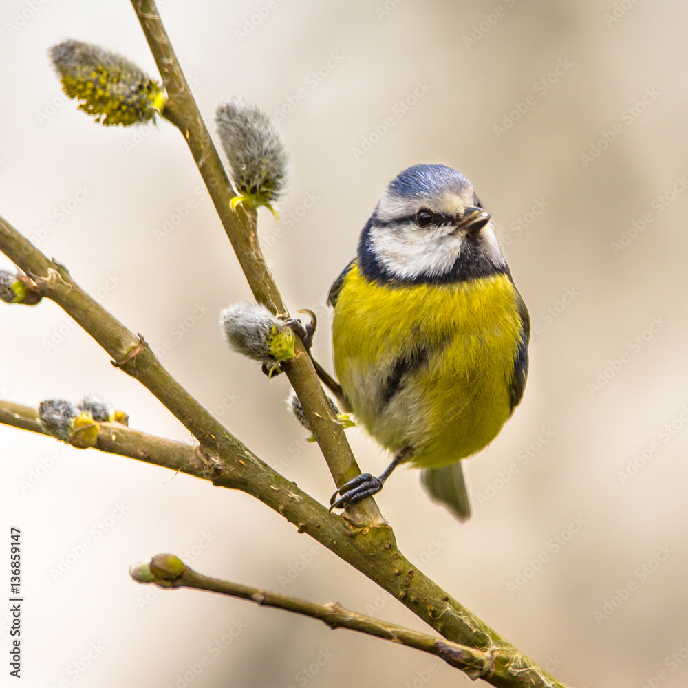 Obraz premium Blue tit willow twig