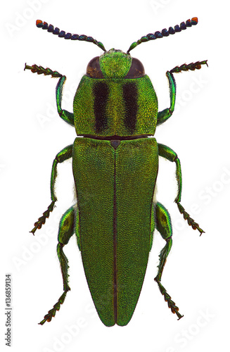 Anthaxia hungarica, male, a jewel beetle from Mediterranean countries
