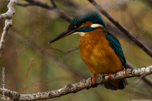 Kingfisher in tree - Alcedo atthis