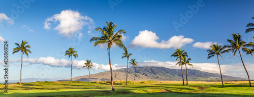 Canvastavla palm trees with view of the west maui mountains, Maui, Hawaii