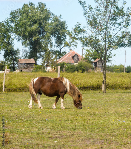 Slika na platnu A small horse Pony