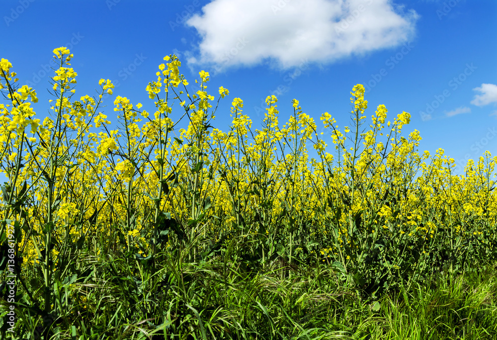 Anbau von Rapspflanzen für die Erzeugung von Speiseöl und Biodiesel Anbau von Rapspflanzen für die Erzeugung von Speiseöl und Biodiesel