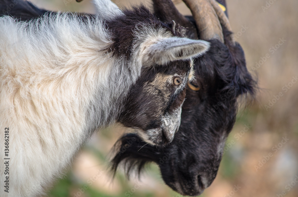 Cretan goat with horns and her baby, Crete, Greece Cretan goat with horns and her baby, Crete, Greece