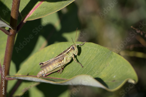 Dew covered grasshopper © Thad