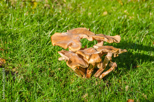 Honey fungus clump
