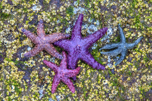 Colorful Starfish in the tidal pools of palm beach in powell river  british columbia  canada.