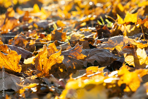 The fallen maple leaves