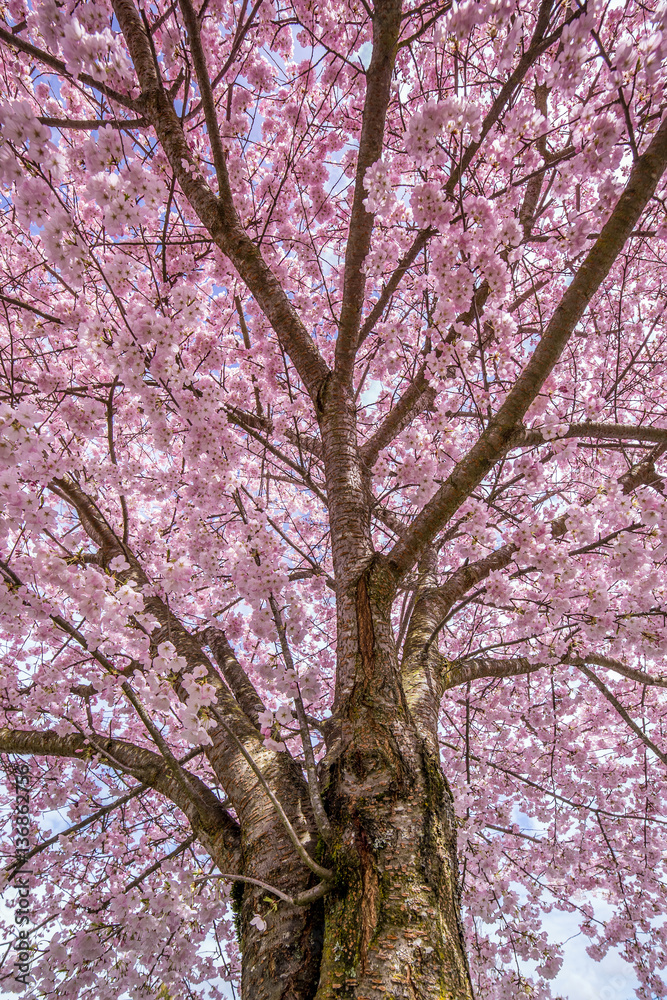 Pink Cherry Blossom tree in bloom at the Sakura days Japan fair at Van dusen Botanical Gardens, Vancouver, B.C Pink Cherry Blossom tree in bloom at the Sakura days Japan fair at Van dusen Botanical Gardens, Vancouver, B.C