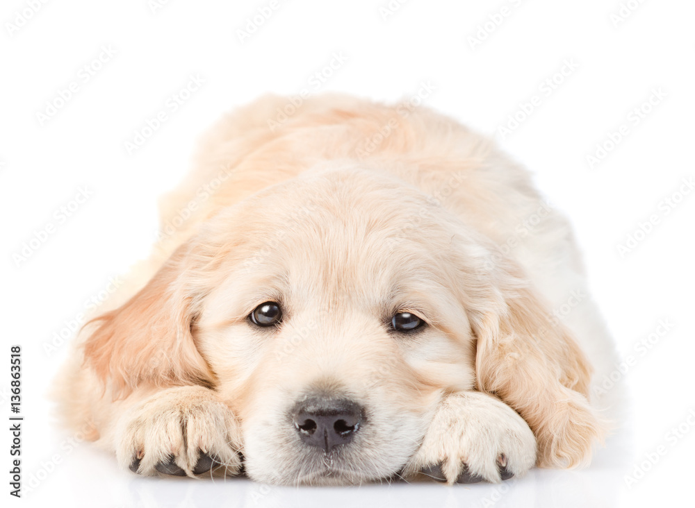 Puppy put  head between  his paws. Isolated on white background