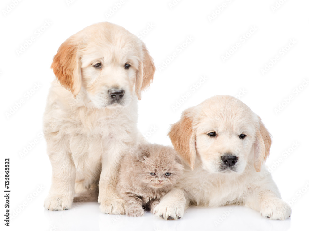 Tiny kitten lies between two golden retriever puppies. isolated on white Tiny kitten lies between two golden retriever puppies. isolated on white