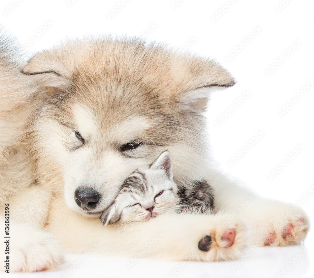 Close up puppy with sleepy kitten. isolated on white background Close up puppy with sleepy kitten. isolated on white background