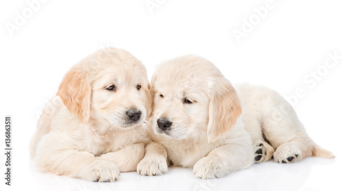 Golden retriever puppies lying together. isolated on white 