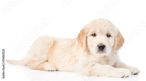 Golden retriever puppy lying in side view. isolated on white 