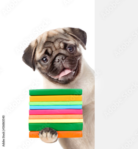 Pug puppy holding books and peeking from behind empty board. isolated on white © Ermolaev Alexandr