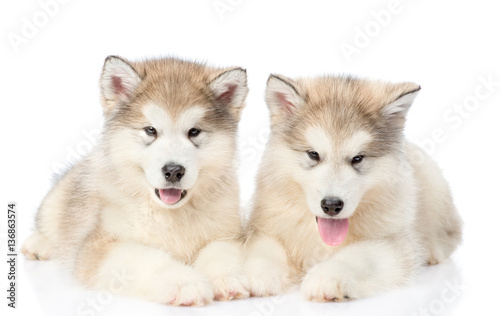 Two alaskan malamute puppies lying in front view. isolated on white