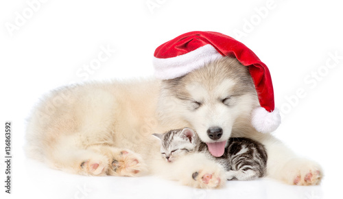 Alaskan malamute dog in red santa hat sleep with scottish kitten. isolated on white