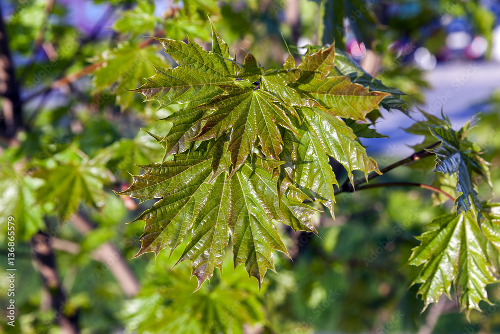 green maple leaves green maple leaves