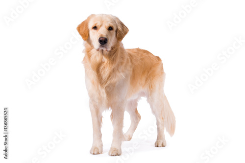 Canvas Print Golden Retriever adult standing serious  isolated on white