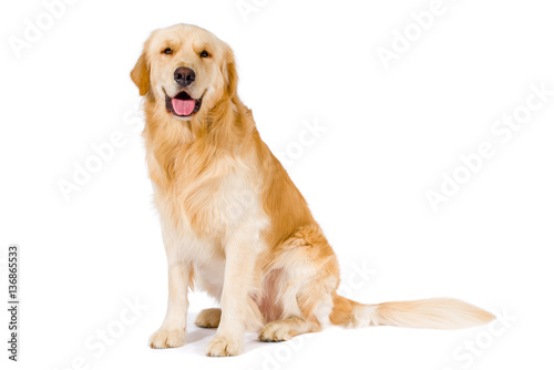 Fotografia Golden Retriever adult sitting smiling at camera isolated
