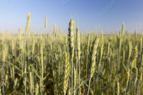 Field with cereal