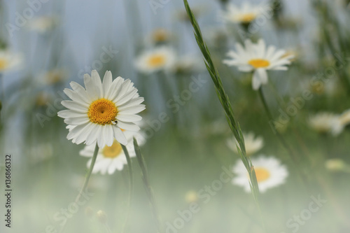 Daisy flower - wild chamomile