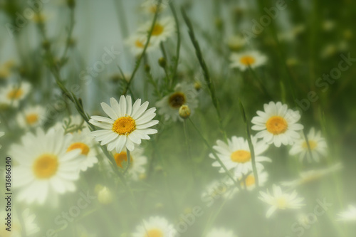 Daisy flower - wild chamomile