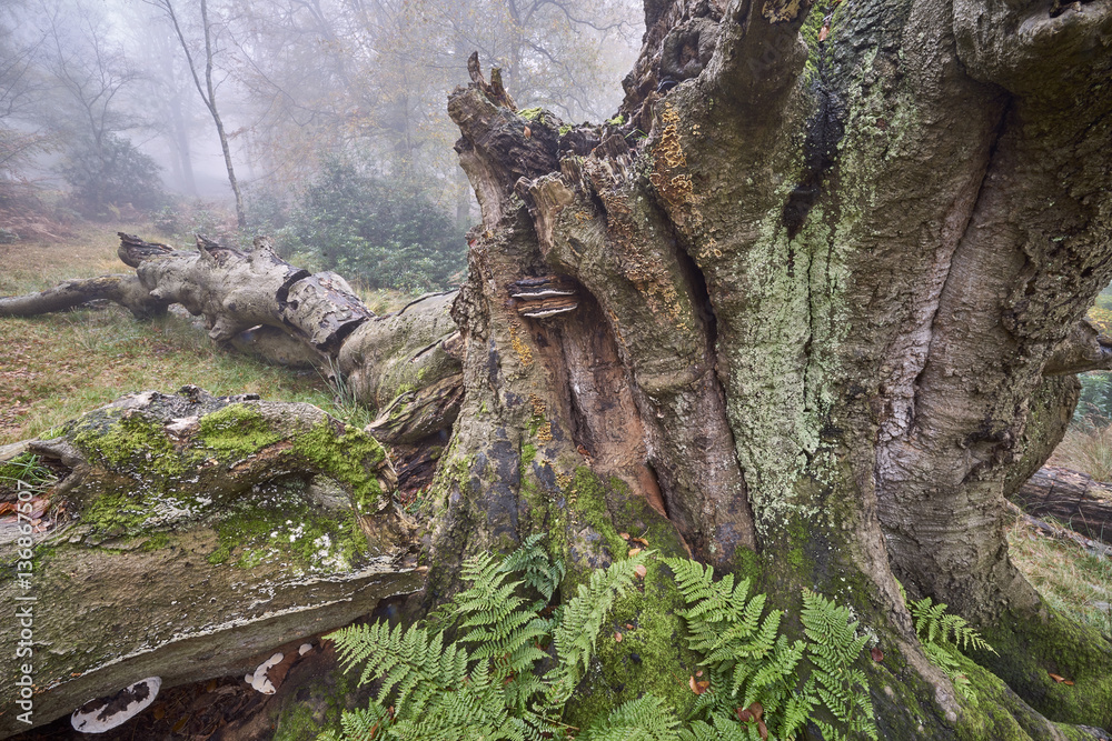 collapsed beech tree, autumn, Ashdown Forest