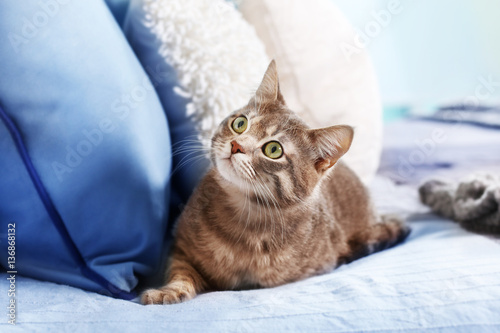Fototapeta Naklejka Na Ścianę i Meble -  Cute funny cat on bed at home