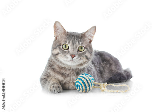 Fototapeta Naklejka Na Ścianę i Meble -  Cute funny cat with toy on white background
