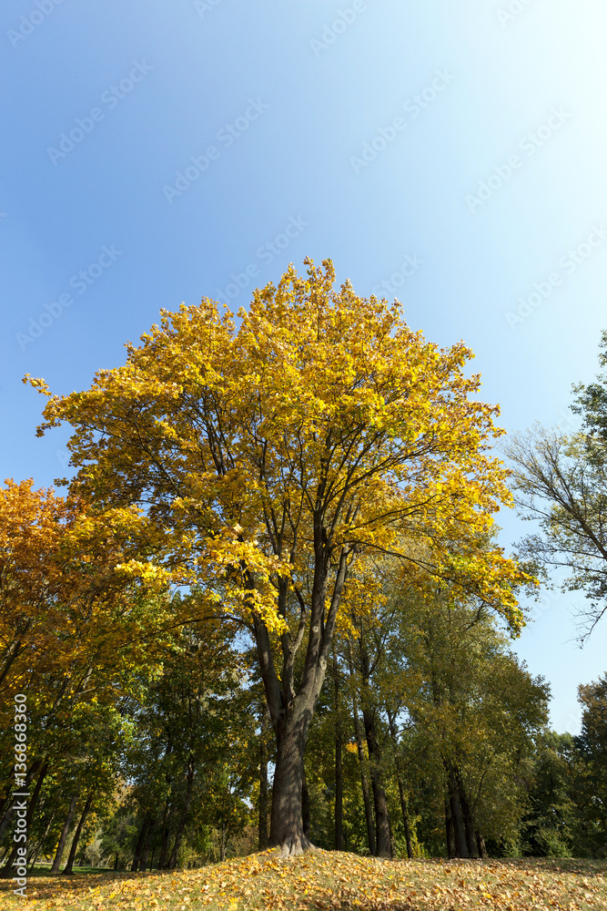 Maple Park in autumn