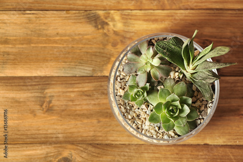Composition of succulents in glass pot on wooden background