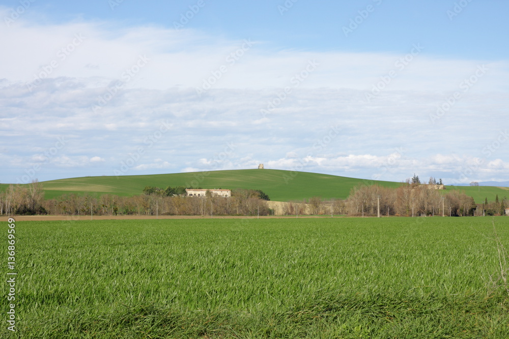 Champ de blé au printempos dans le Razès Champ de blé au printempos dans le Razès