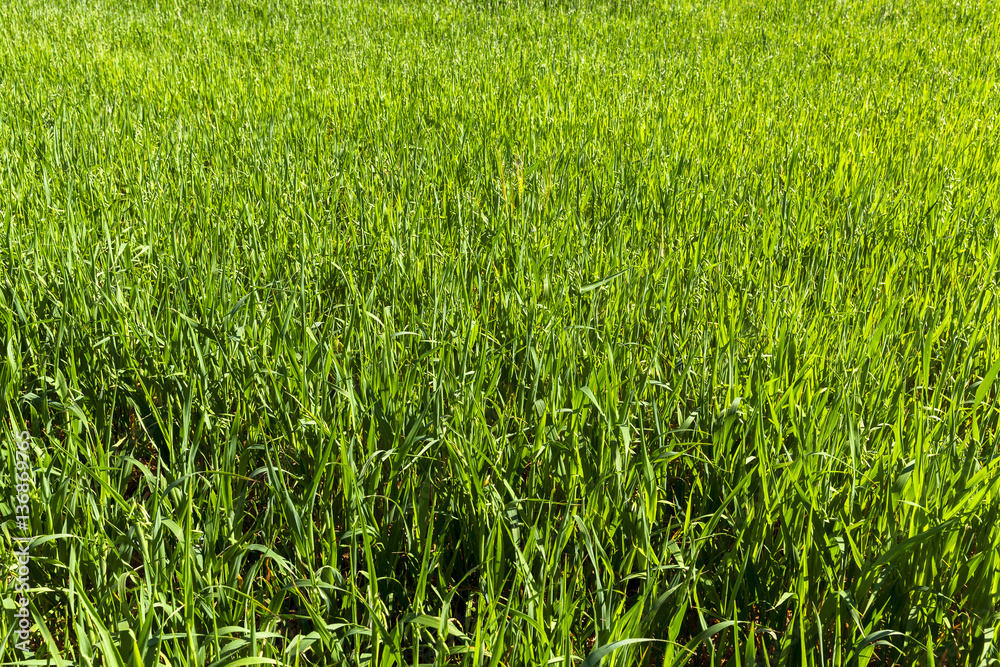 Field with cereal Field with cereal