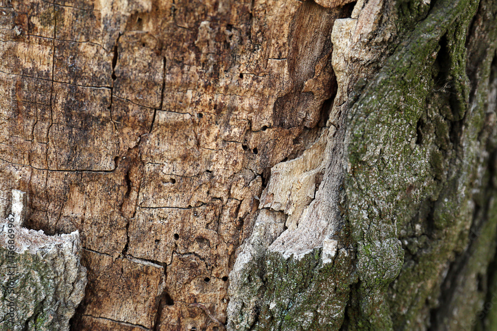 Bark tree background