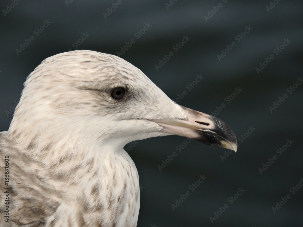 Möwe Möwe