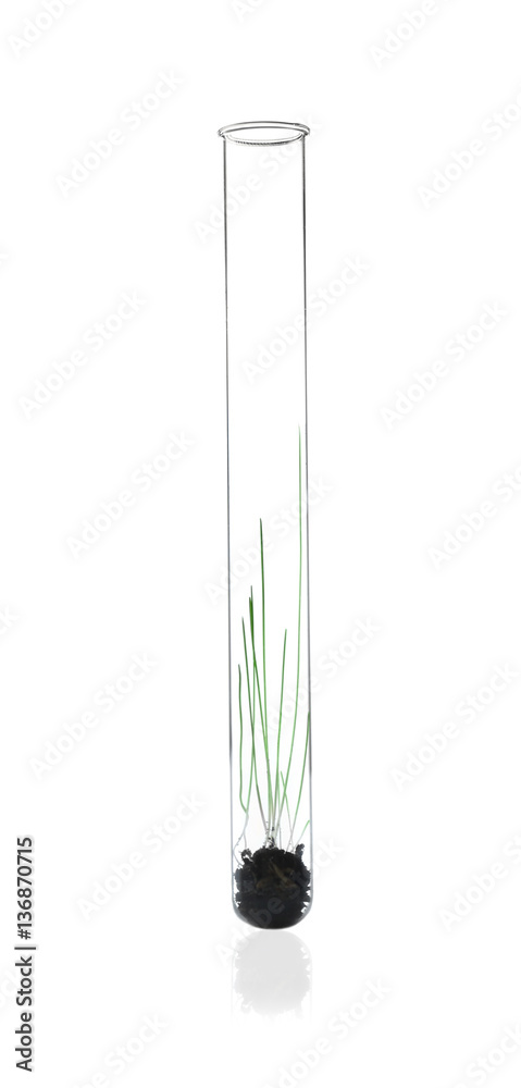 Plant in test tube on white background Plant in test tube on white background