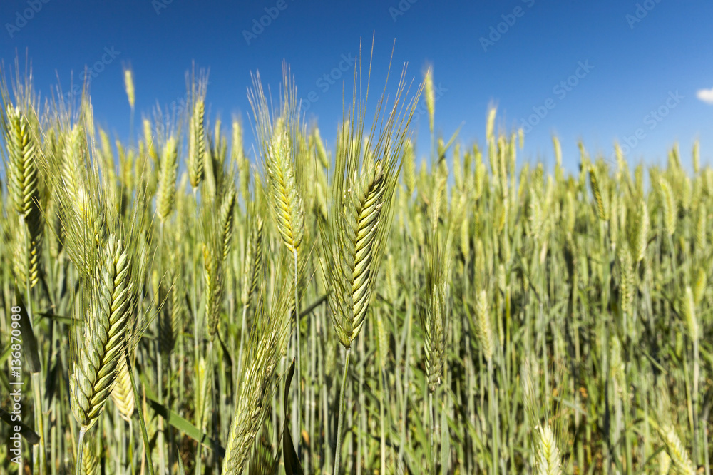 Obraz premium Field with cereal