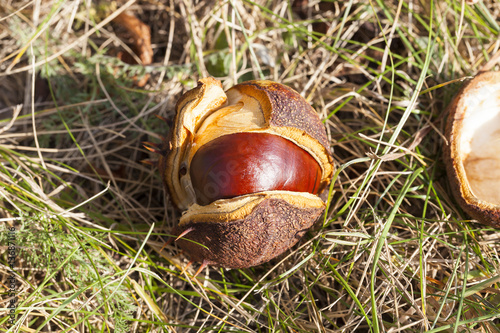 ripe fruit chestnut