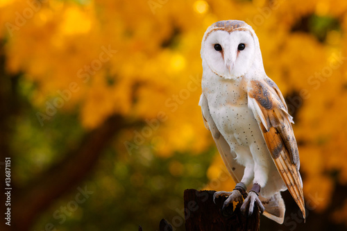 Canvas Print Barn Owl