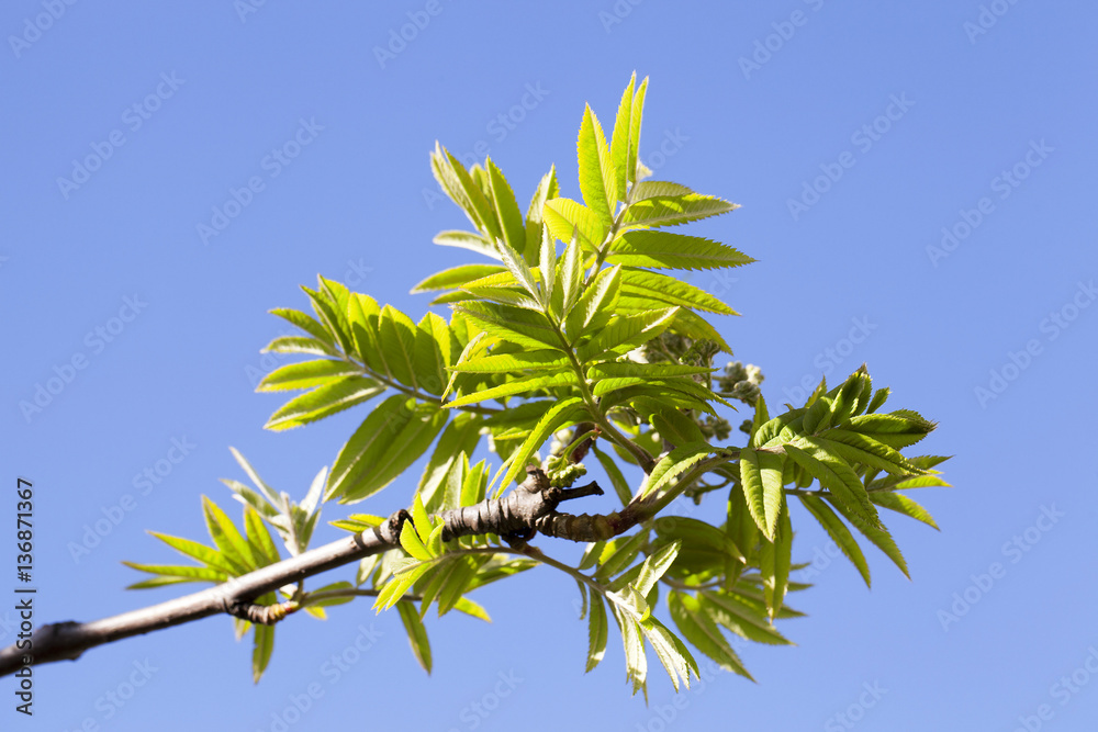 green leaves of mountain ash green leaves of mountain ash