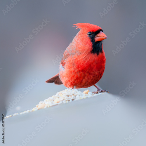 Red Cardinal © Matt Tiegs