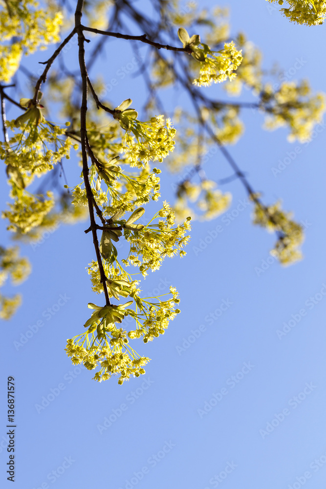 flowering maple tree flowering maple tree