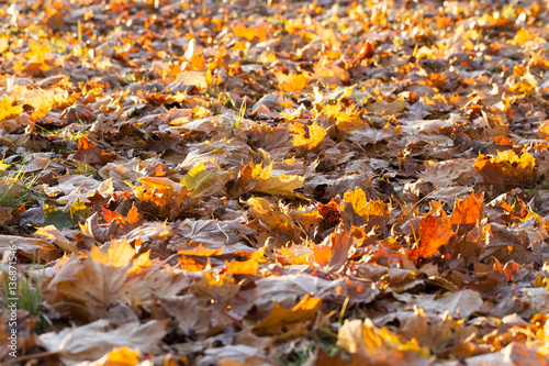 fallen leaves of a maple