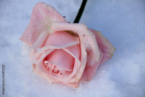 Pink rose in the snow