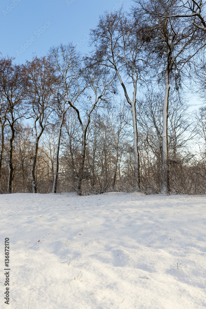 Fototapeta premium trees in the forest in winter
